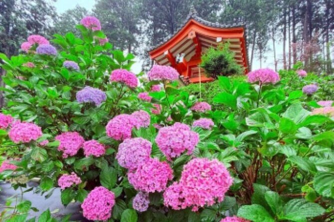 Kyoto Private Hydrangea Tour by Car and Rail - Who is This Tour Best For?
