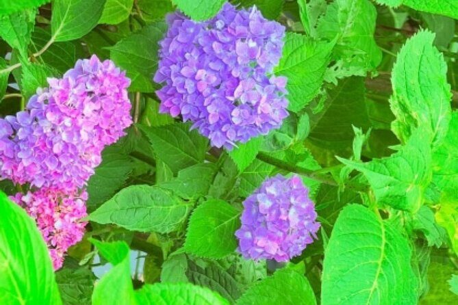 Kyoto Private Hydrangea Tour by Car and Rail - The Sum Up