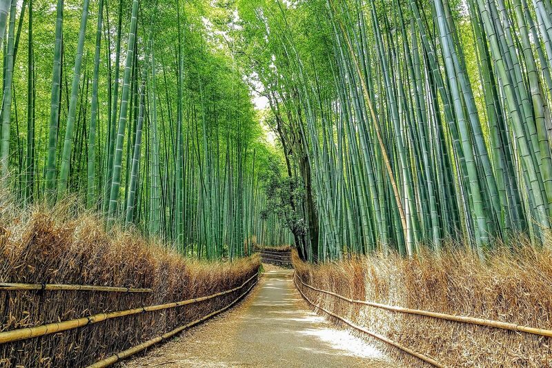 Kyoto Private One Day Tour with Hotel Pick-up from Osaka/Kyoto/Kobe - Lunch is your own call, and your own bill