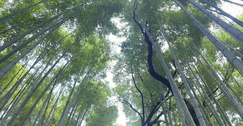 Kyoto: Private tour, Arashiyama, Bamboo Forests and Sacred Temples - Good To Know