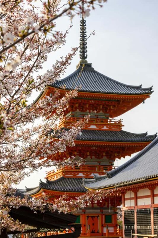 Kyoto Sakura Experience English Full Day Sightseeing Tour - FAQ