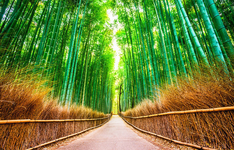 Kyoto Sanzen-in, Kifune Shrine, and Arashiyama Small Group Day Tour (Driver-Guide Service) - Arashiyama: bridge, bamboo, and a busy finish