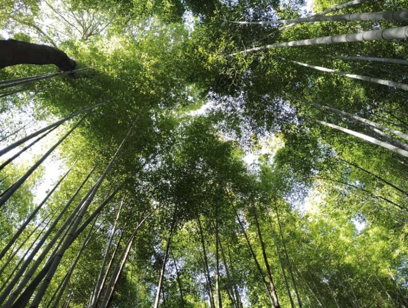 Kyoto: Serene Morning Walk in Arashiyama Bamboo Grove - Why Choose This Tour?