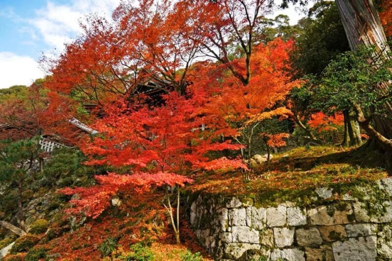 KYOTO: Sophisticated Harmony Journey: 4 Calming Scenes - Authentic Insights from Past Travelers