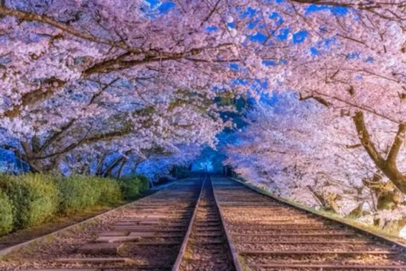 KYOTO: Sophisticated Harmony Journey: 4 Calming Scenes - Exploring Kyoto’s Calm and Cultural Heart