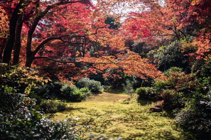 Kyoto: Toji Temple Autumn Nighttime Lightup Walking Tour - Activity Details and Highlights