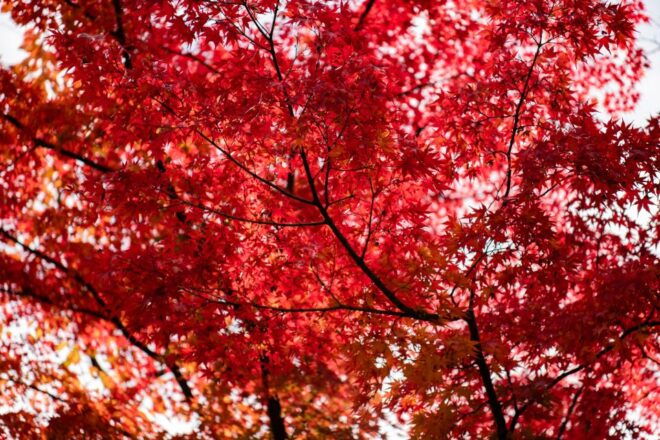 Kyoto: Toji Temple Autumn Nighttime Lightup Walking Tour - Common Questions