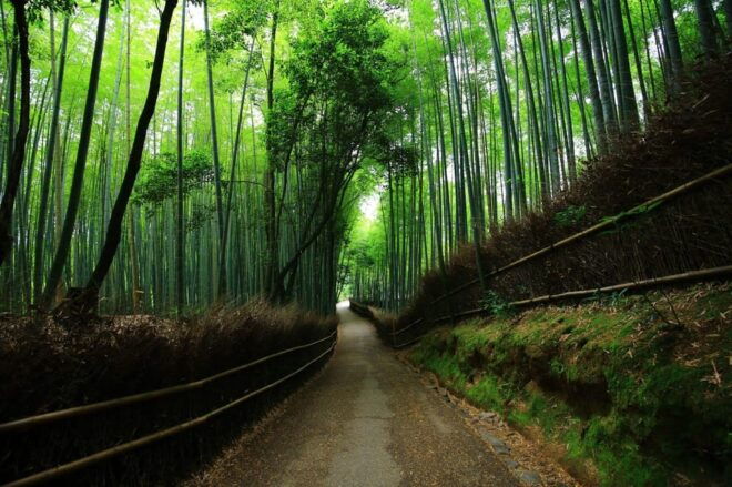 Kyoto Top Highlights Full-Day Trip From Osaka - Customization Options