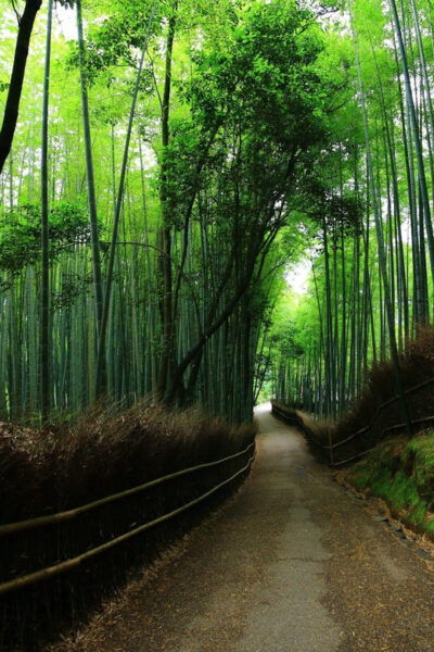 Kyoto Top Highlights Full-Day Trip From Osaka - Important Information