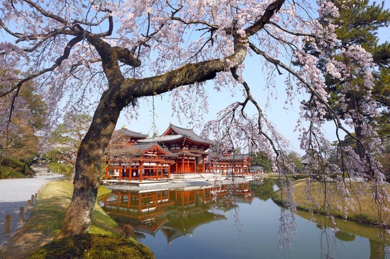 Kyoto Uji Matcha Experience & Nara Private 1-Day Tour - Nara Park: deer, open space, and a short finish