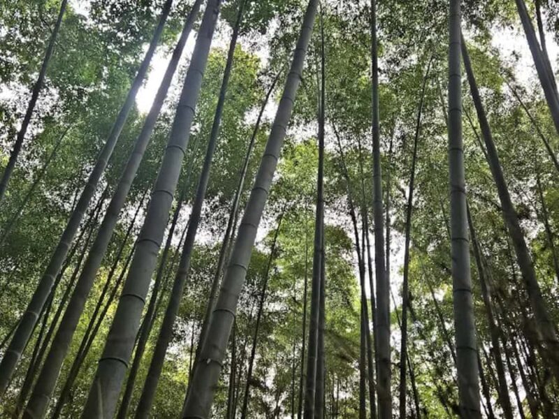 Kyoto:Couples Love Walk Through Time and Beauty Guided Tour - Good To Know