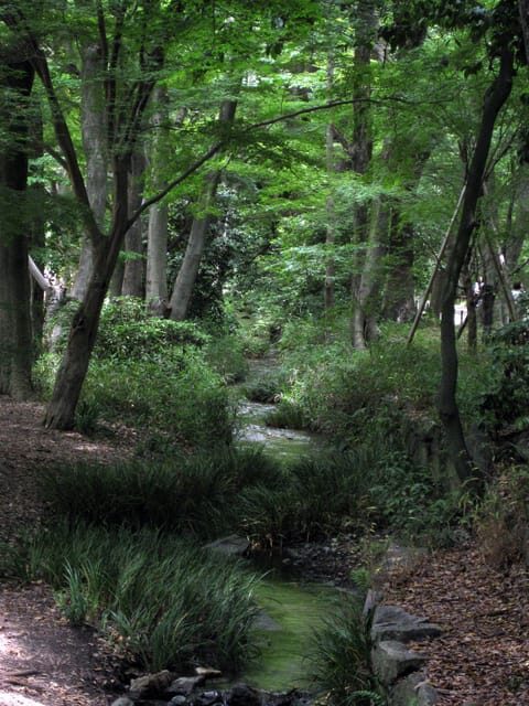Kyoto's Cherry Blossom Beauty: A 4-Hour Sakura Stroll - The Sum Up