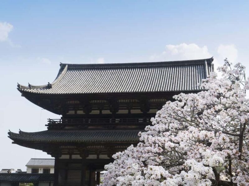 Kyoto's Cherry Blossom Splendor: A 3-Hour Sakura Tour - An In-Depth Look at the Tour Experience