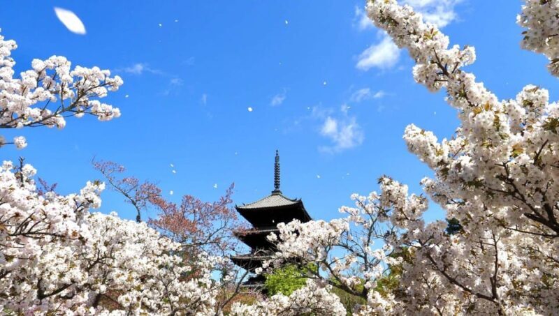 Kyoto's Cherry Blossom Splendor: A 3-Hour Sakura Tour - The Sum Up