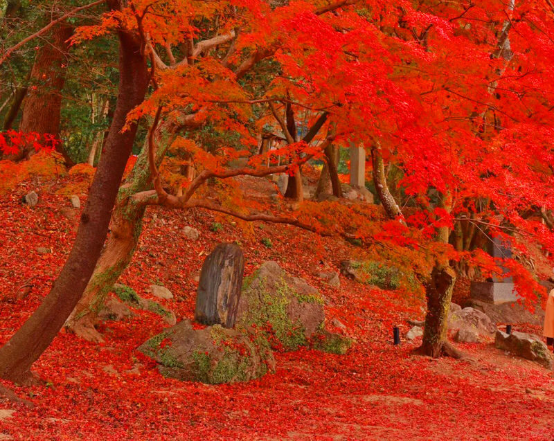 Kyushu Autumn Foliage Limited | Yufuin & Umi Jigoku & Yabakei & Kamado Shrine Day Tour - Kamado Shrine: a quiet finish, if timing allows