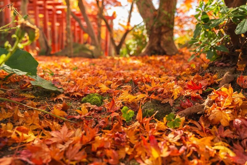 Kyushu Autumn Foliage Limited | Yufuin & Umi Jigoku & Yabakei & Kamado Shrine Day Tour - What the guides and group format mean for you