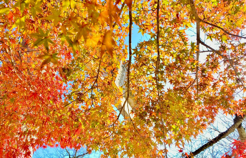 Kyushu Autumn Foliage Limited | Yufuin & Umi Jigoku & Yabakei & Kamado Shrine Day Tour - Is $44.15 good value?