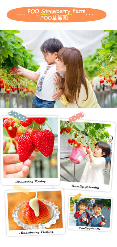Kyushu Culture and Nature Tour: Dazaifu Kimono Experience / Strawberry Picking-Yanagawa River Cruise-Tosu Premium Outlets Seasonal Limited Itinerary (Departing from Fukuoka) - Should you book this Fukuoka day trip?