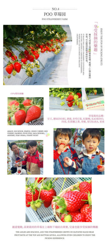 Kyushu Dual Route One-Day Tour: (Seasonal) Strawberry Picking / Dazaifu Kimono Experience & Yanagawa River Cruise & Tosu Outlet (Departing from Fukuoka) - Route B: sweet strawberries, then Yanagawa