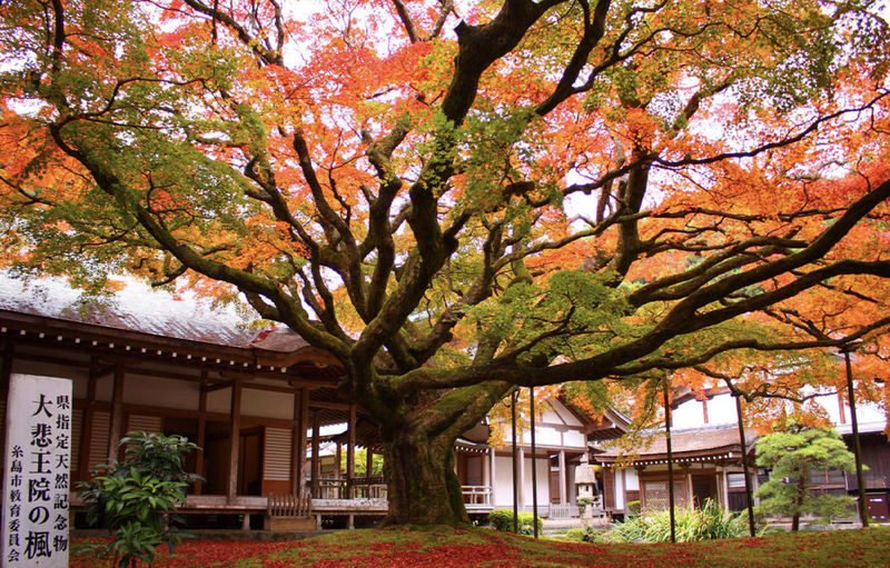 Kyushu Fukuoka Itoshima customized itinerary chartered car day trip/multi-day trip: Shiraito Falls, Sakurai Futamiura Couple Rocks, Sakurai Shrine, Dazaifu Tenmangu Shrine, Nanzoin Temple - The driver can make the day smoother