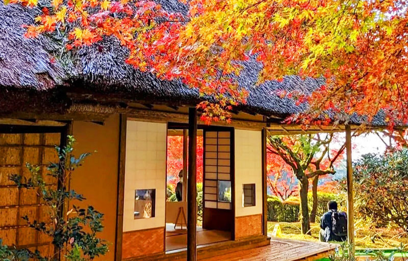 Kyushu Fukuoka & Saga Autumn Leaves One-Day Tour | Dazaifu Optional Kimono & Kyu-An & Night Maple - The best reasons to go