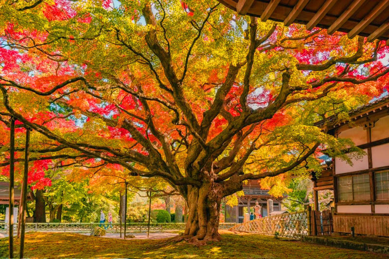 Kyushu Itoshima Popular Route: Itoshima Meoto Iwa & Angel Wing & Ichiran Ramen & Shiraito Falls & Dazaifu & Yanagawa River Cruise 1-Day Tour - Raizan Sennyo-ji Temple or Shiraito Falls