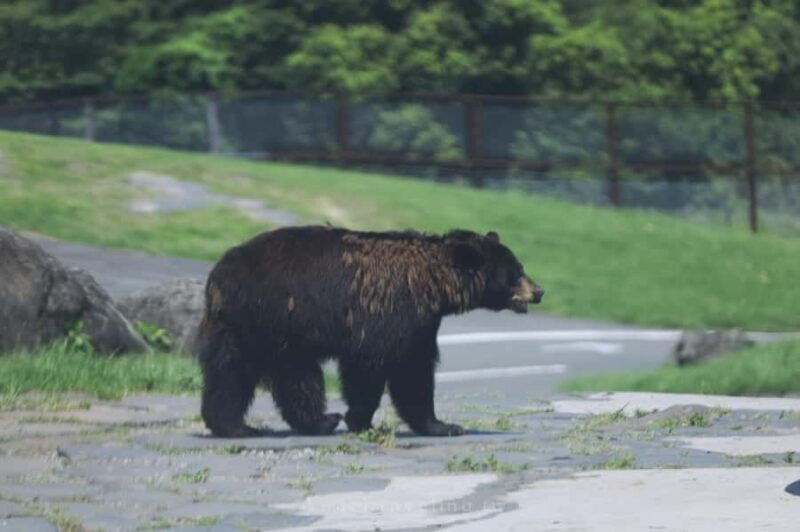 Kyushu Natural Adventure Day Tour: Zoo, Onsen & Hellscape - Exploring Kyushu in a Day: Wildlife, Onsen & the Sea of Steam