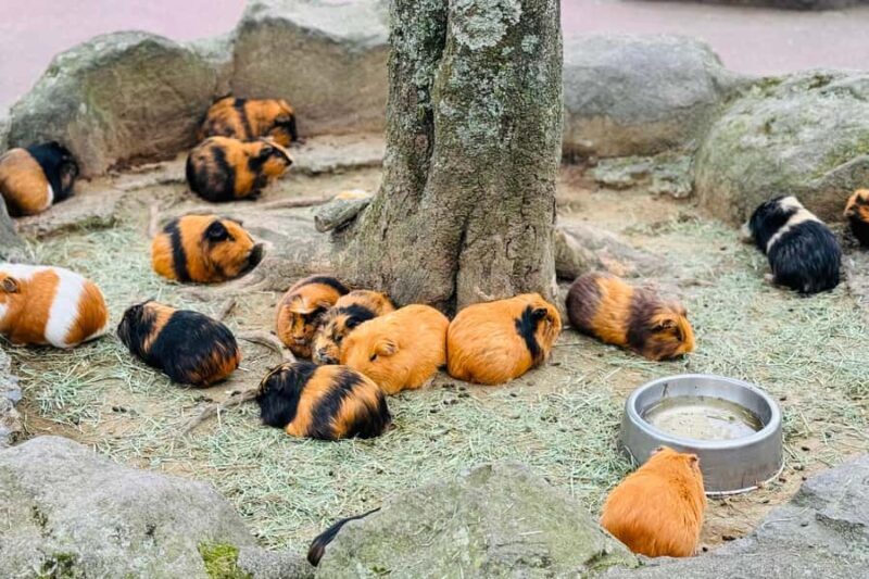 Kyushu Natural Adventure Day Tour: Zoo, Onsen & Hellscape - Who Would Love This Tour?