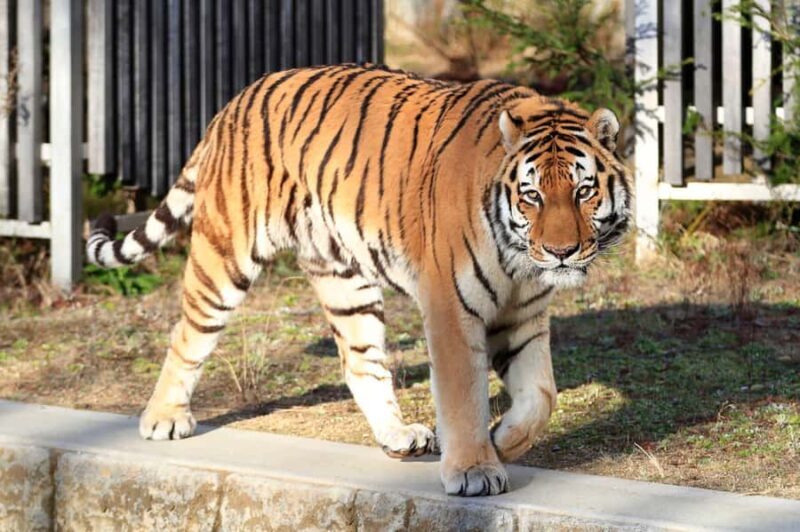 Kyushu Natural Adventure Day Tour: Zoo, Onsen & Hellscape - The Sum Up: Is This Tour Worth It?