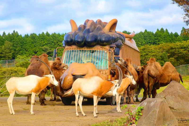 Kyushu Natural Zoological Park and Yufuin Full-Day Wildlife Tour - A day trip that joins three very different stops