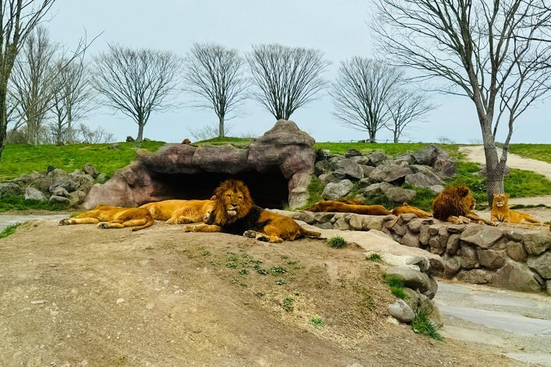 Kyushu Natural Zoological Park and Yufuin Full-Day Wildlife Tour - Guides and transport are the real value
