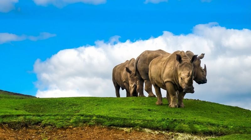 Kyushu Oita Day Trip: Natural Zoo & Mt. Yufu & Yufuin & Beppu Sea Hell - Sea Hell closes the route with color and steam