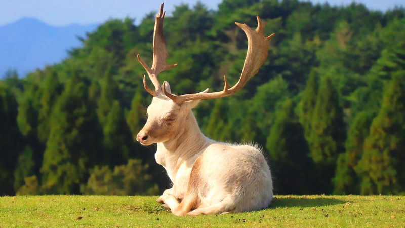 Kyushu Oita | Kyushu Natural Animal Park & Mt. Yufu & Yufuin & Kinrin Lake & Umi Jigoku (Ocean Hell) Day Trip (From Fukuoka) - Mount Yufu: a scenic pause, not a mountain hike