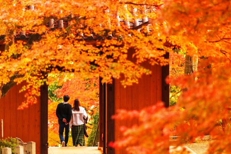 Kyushu/Saga Autumn Foliage Tour | Dazaifu Tenmangu Shrine (Optional Kimono Experience)-Daikozenji Temple-Kunenan-Homangu Kamado Shrine Illumination - The day in brief
