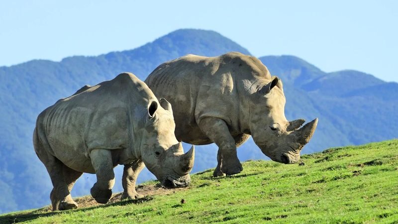 Kyushu Wildlife Park & Yufuin Full-Day Hot Springs Tour - Guides can make the day feel easier