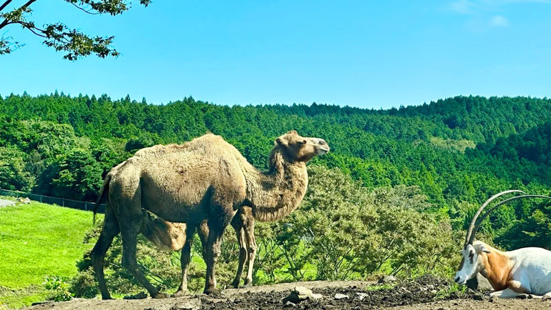 Kyushu Wildlife Park & Yufuin Full-Day Hot Springs Tour - Is $44.19 good value?