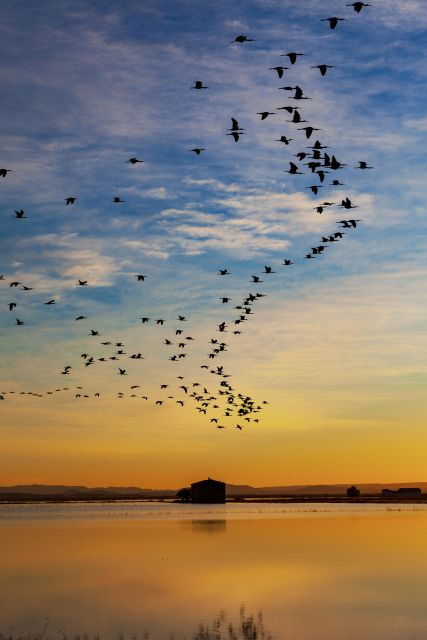 La Albufera: Nature Photowalk & Workshop - Experience