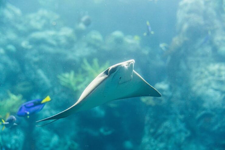 LA: Aquarium of the Pacific Skip-the-Line Entry - Ticket Details