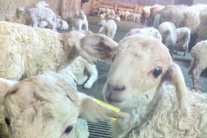 La Bastide Clairence - Village of Artists and Delicacies - Local Gastronomy