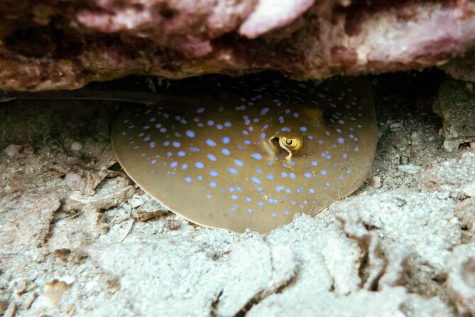 La Bombona Diving Koh Tao Try Dive - Near Public Transportation