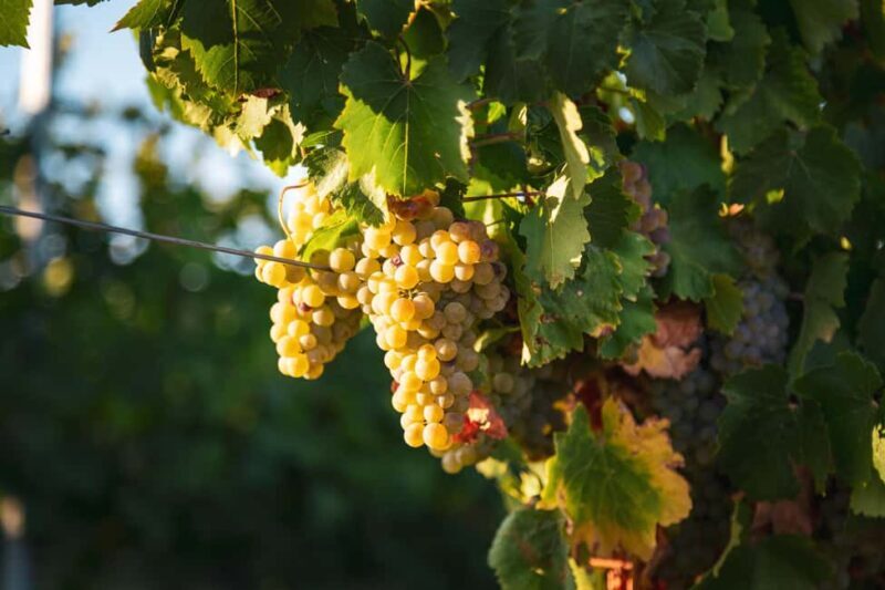 LA CAJA DE PANDORA - Good To Know