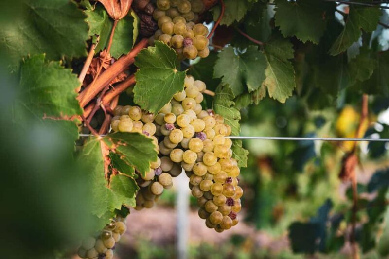 LA CAJA DE PANDORA - An In-Depth Look at LA CAJA DE PANDORA