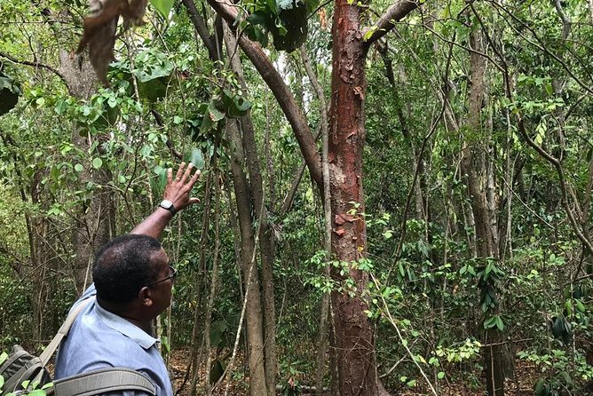 La Caravelle Hike in Martinique - The Sum Up