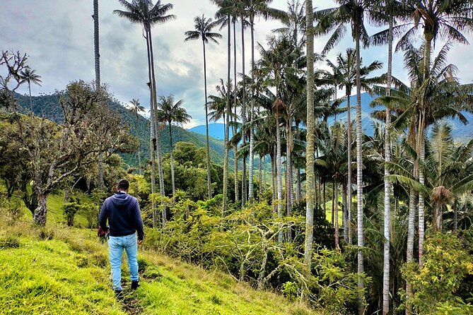 La Carbonera Sanctuary of Palms Tour - Reviews and Rating