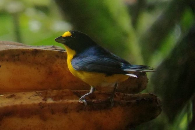 La Fortuna De San Carlos Night Tour - Inclusions and Logistics