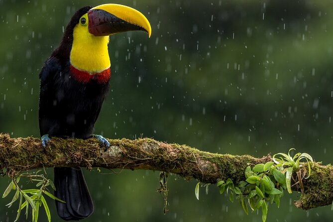 La Fortuna Small-Group Sloths and Birds Tour - Tour Highlights
