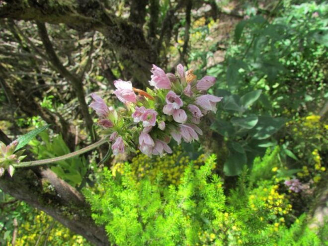 La Gomera: Garajonay National Park Forest Walk - Highlights