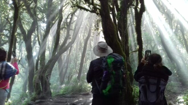 La Gomera: Garajonay National Park Forest Walk - Customer Reviews