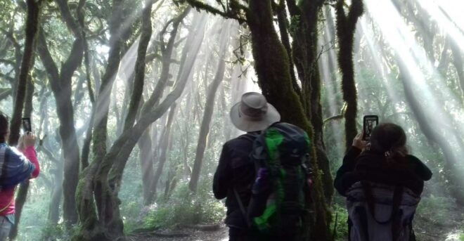 La Gomera: Garajonay National Park Forest Walk - Frequently Asked Questions