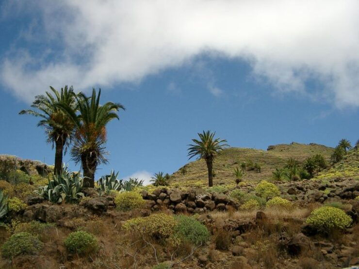 La Gomera: Guided Hiking Tours From Valle Gran Rey - Good To Know